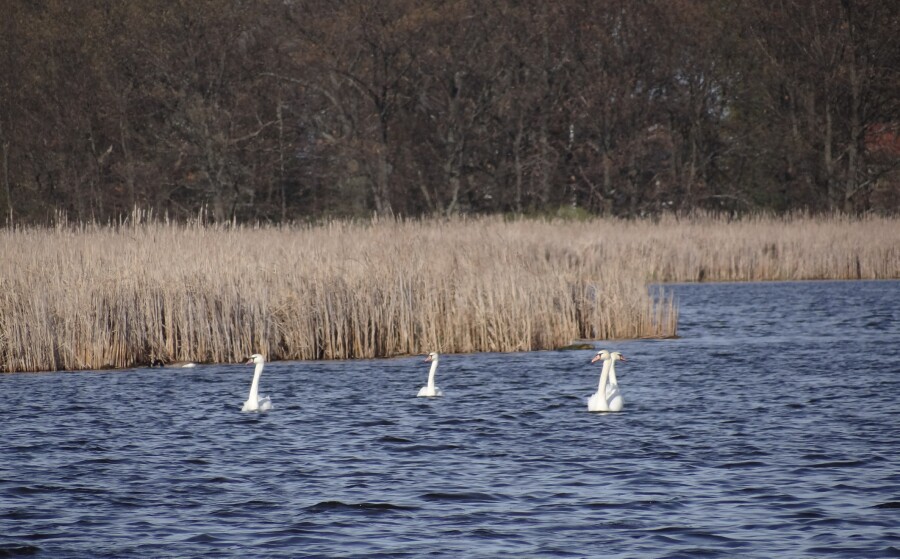 Tobico Swans