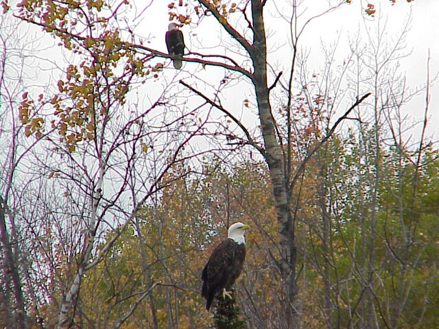 Eagle pair