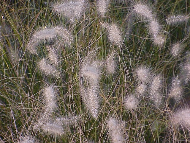 Fall grass