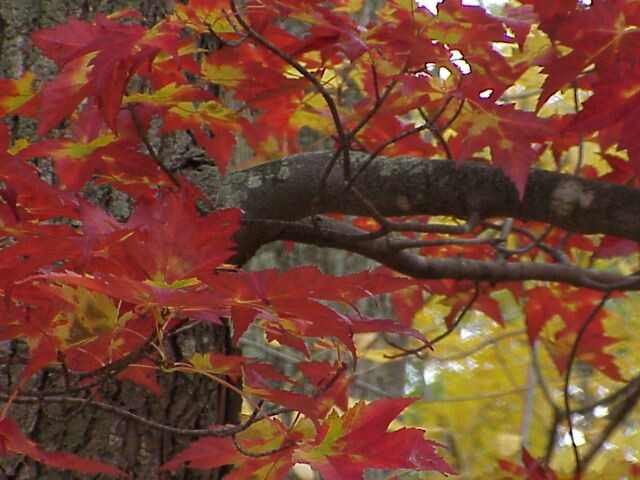 Red leaves