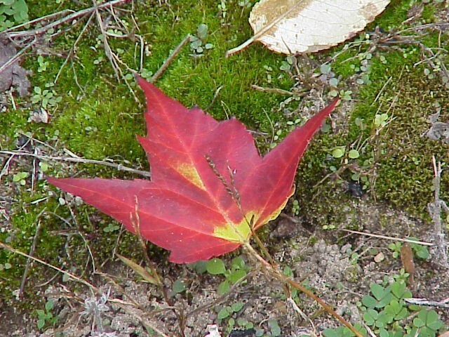 Red leaf on green moss