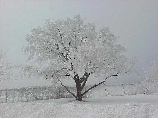 Hoar-frost at River's edge