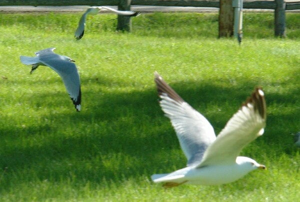 State Park Gulls