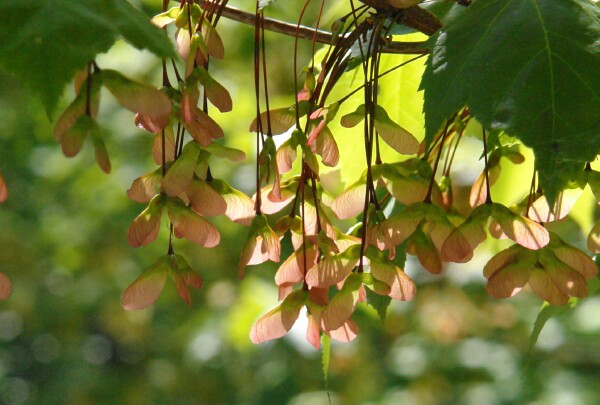 Tobico Elm Seeds 1