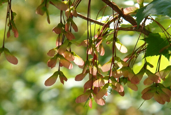 Tobico Elm Seeds 2