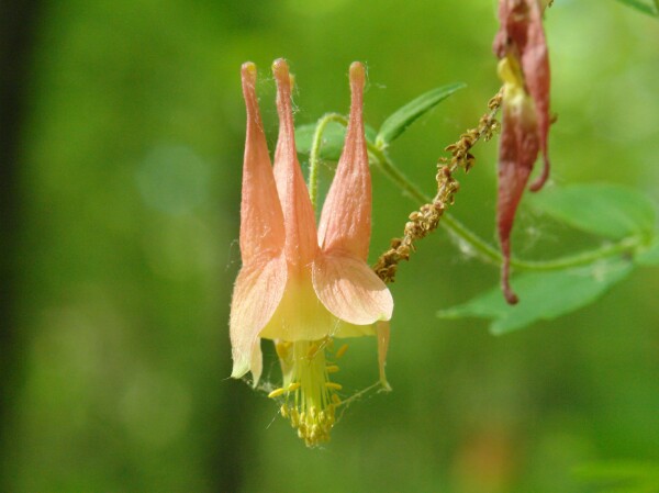 Tobico in bloom