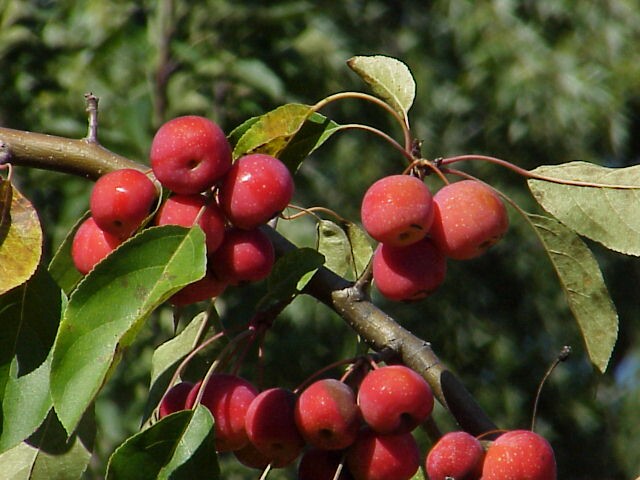 September crab apples