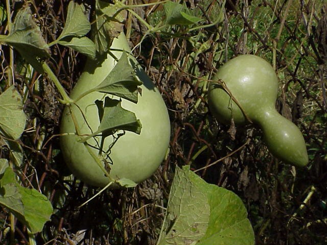 Green Gourds