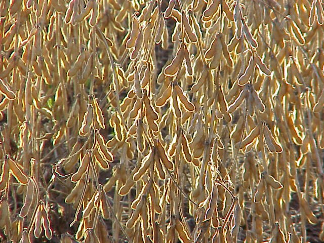 September soy beans