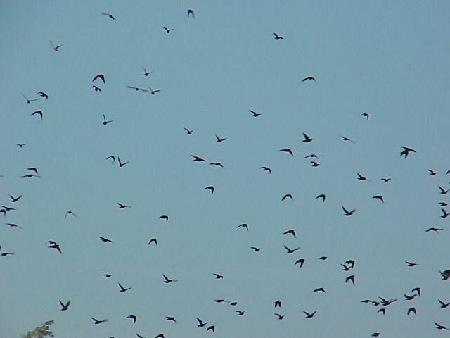 September Starlings in flight