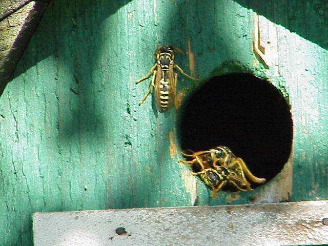 September wasps