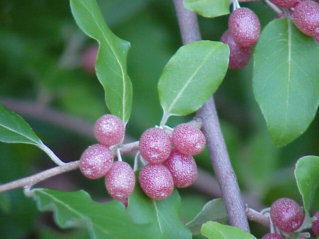 sept-berries