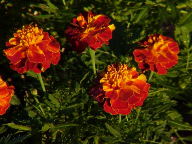 August Marigolds