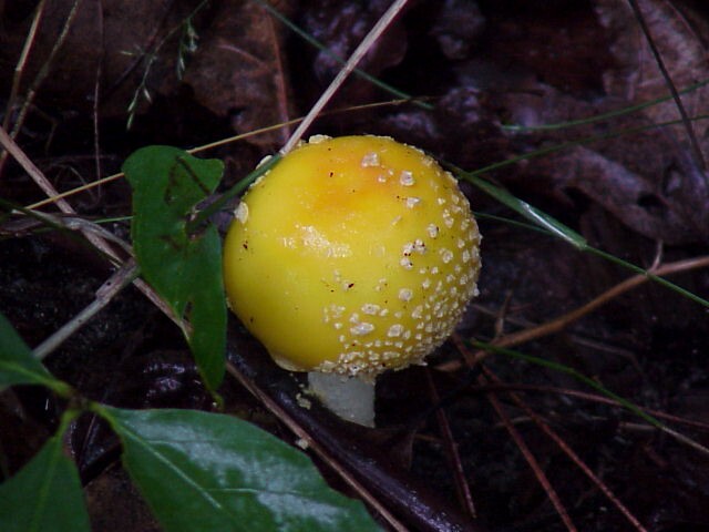 August Yellow mushroom