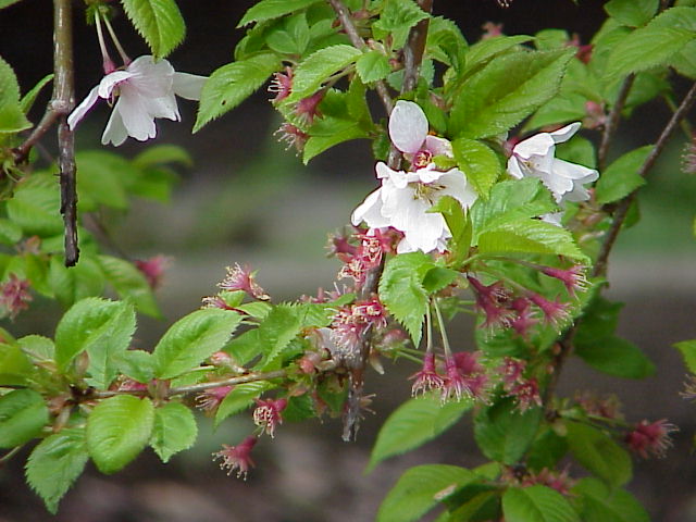 Last blossoms