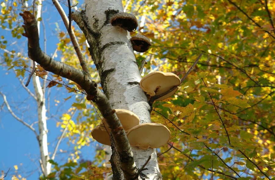 Bracket Fungi