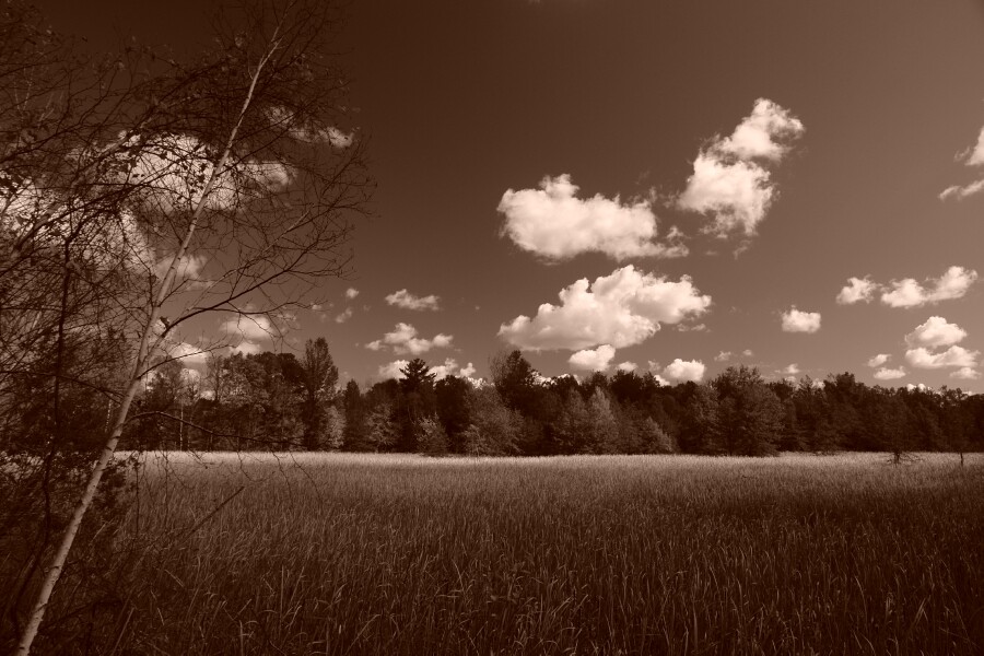 Cloud shadows over cattail marsh