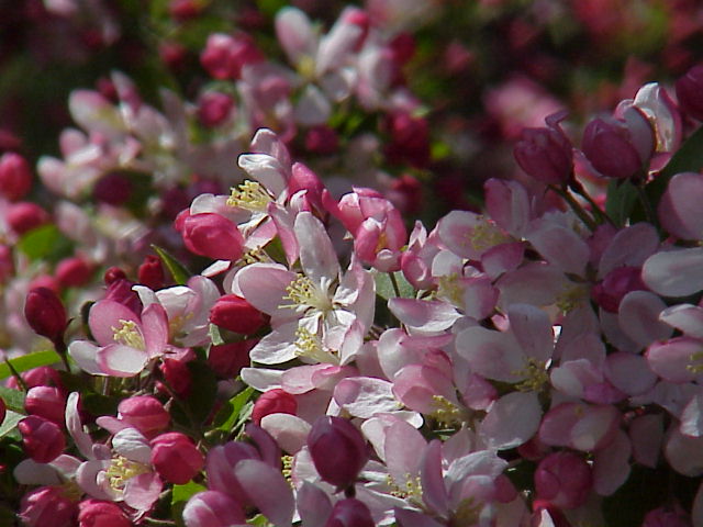 Crabapples