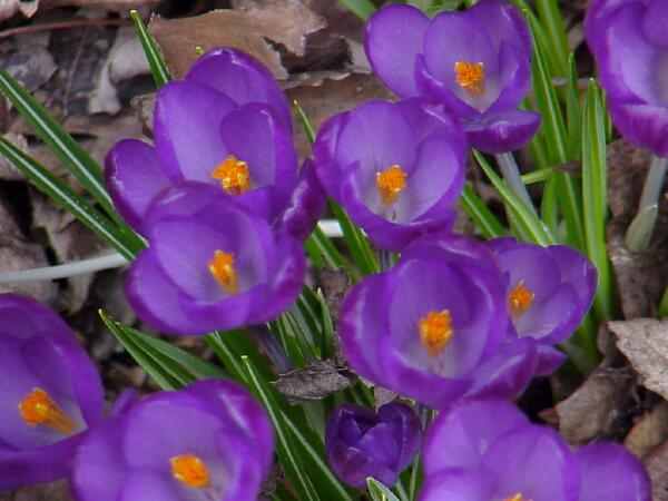 March Crocus 2004