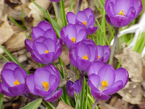 March Crocus 2004