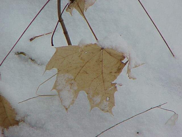 Jan Snow Leaf