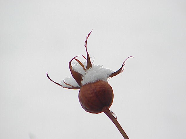 January Rose Hip