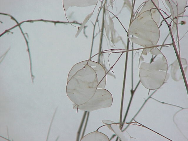 Dec SilverDollars in snow