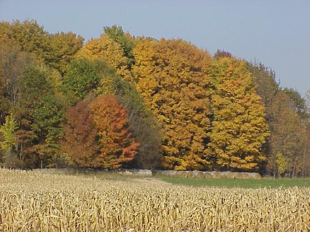 Fall Corn and Hay