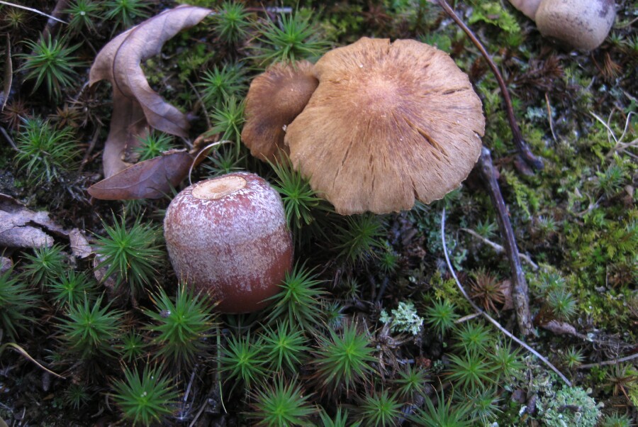 Forest Floor mouse banquet