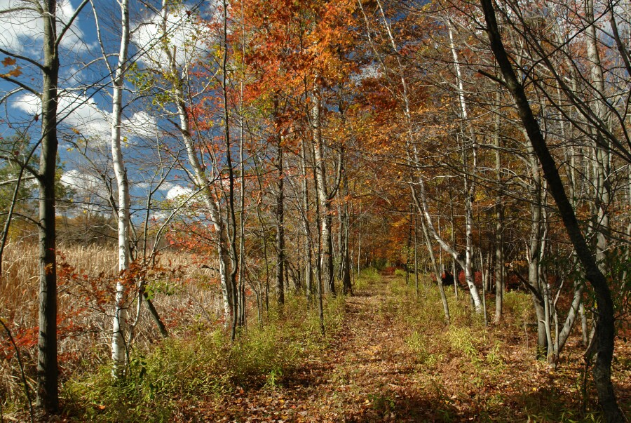 Forest path