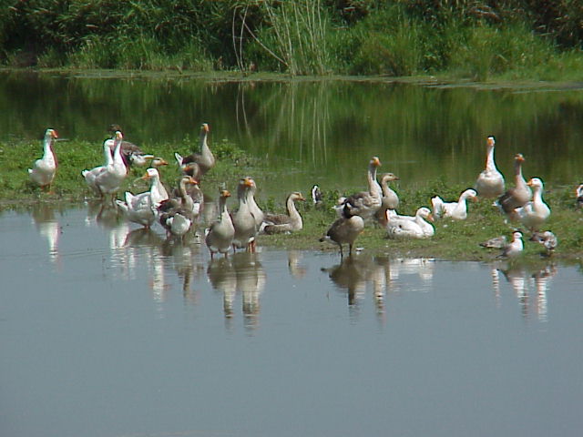 Reflected Geese