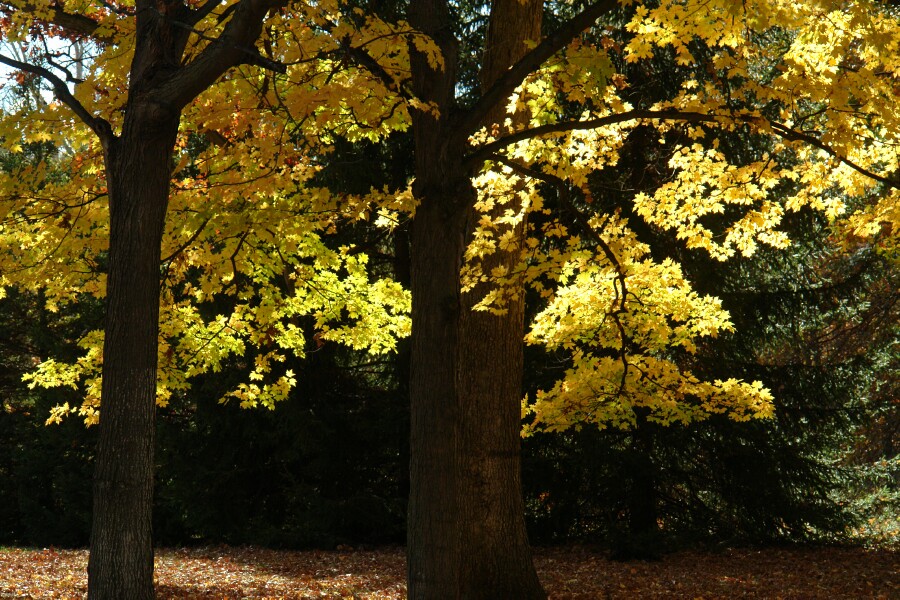 Golden leaves