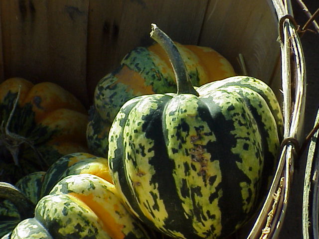 Gourds