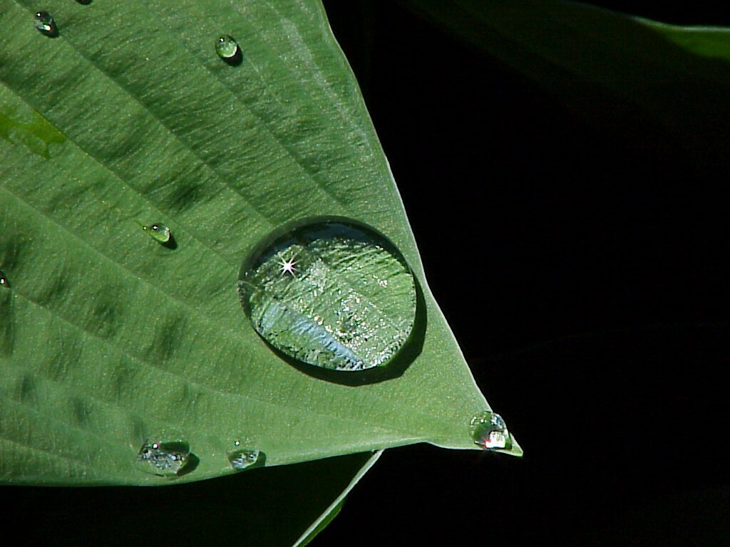 Rain Drop on big leaf