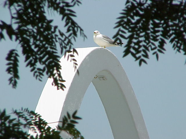 Park Perch