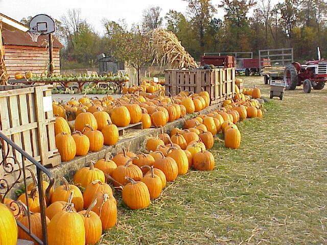 Berry Creek Pumpkins 1