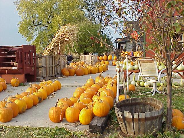 Berry Creek pumpkins 2