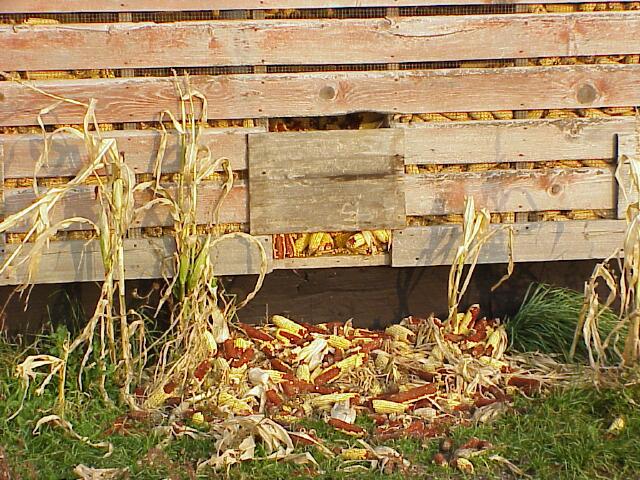 Corn crib