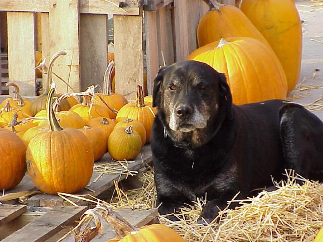 Pumpkin guard dog