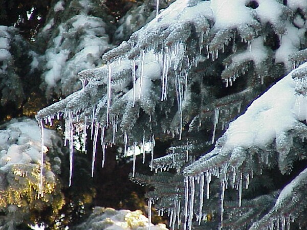 Icecycles on fir tree