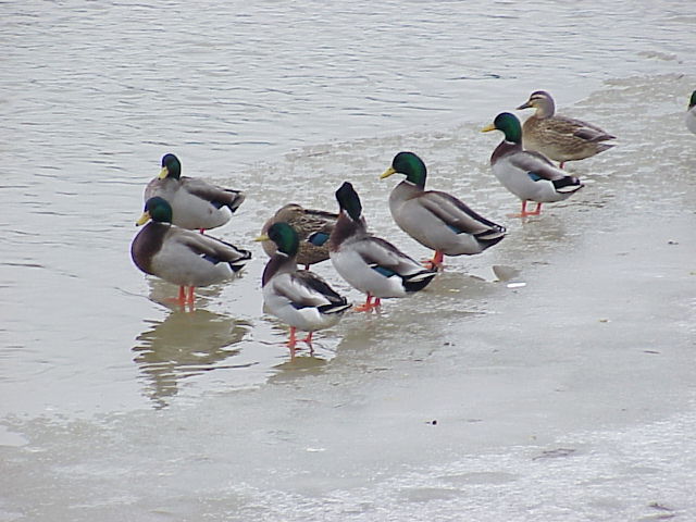 Ducks on ice