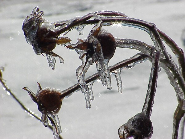 Ice coated rose hips