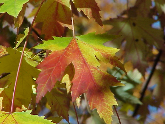 Maple Leaves 2004