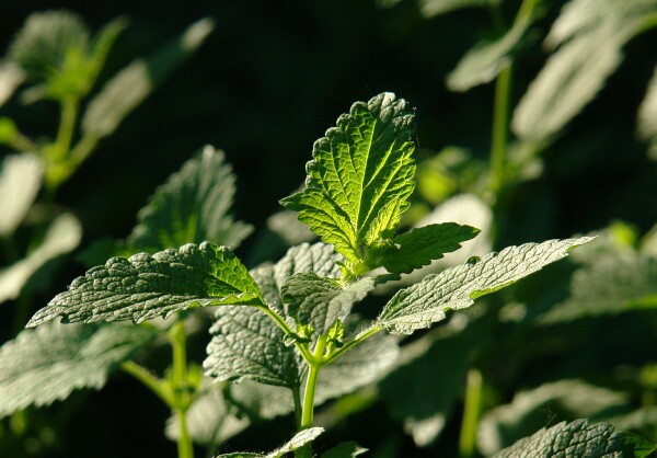 Lemon Sage