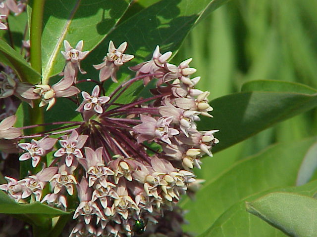 Flowers by the side of the road