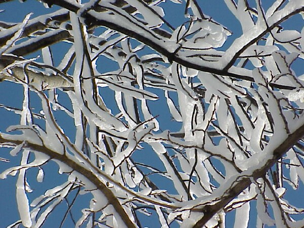 First snow 2004 - branches