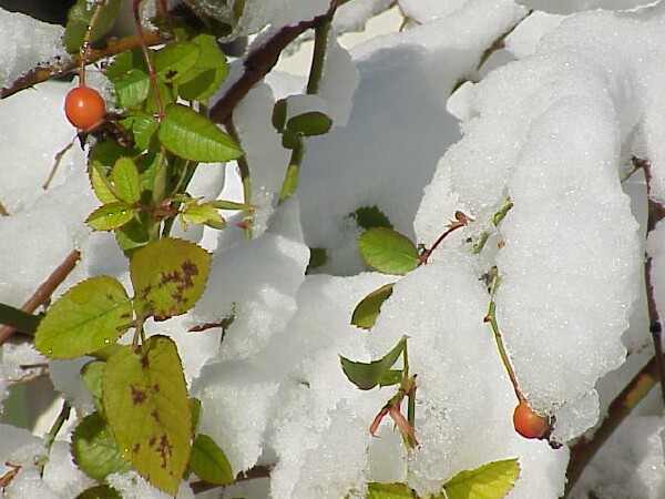 First snow 2004 - rose hips