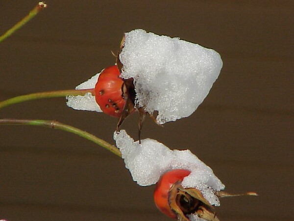 First snow 2004 - rose hips 2