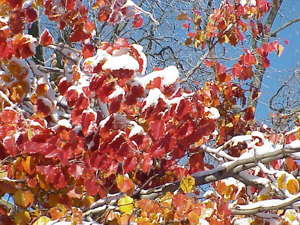 First snow 2004 - tallow trees