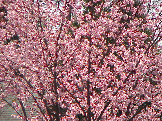 Pink in Spring